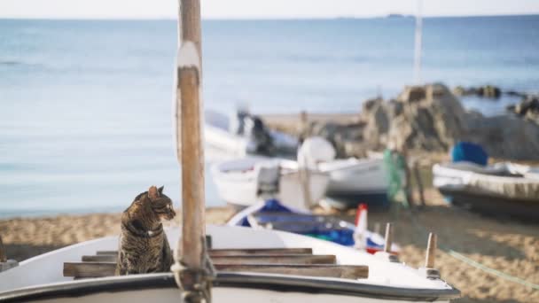 Kat op de boot. Grappige tijger groenoog kat zittend op een vissersboot en kijkt uit op zee. Zeeman kat. Leuke zwerfkat aan het chillen op een zonnige dag. pluizig dier op het strand. Vissersboten parkeren. — Stockvideo