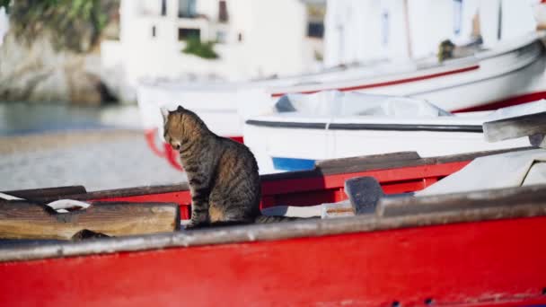 Кіт на човні. Смішний тигр зеленоокий кіт сидить на рибальському човні і дивиться на море. Морський кіт. Милий бродячий кіт охолоджує в сонячний день. Пухнаста тварина на пляжі. Рибальські човни парковка . — стокове відео