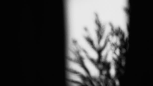 Bella ombra di un impianto su una parete bianca. Silhouette di rami di cipresso ondeggianti. Piccoli rami ondeggiano nel vento. Ombra vegetale astratta. — Video Stock