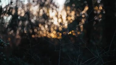 Ağaç dallarının arasından batan güneşin güzel manzarası. Altın güneş yaprakların arasından parlıyor. Altın saat. Ormanda akşam ışığı. Parkta yürü. Orman bitkileri. Sihirli peri masalı atmosferi.