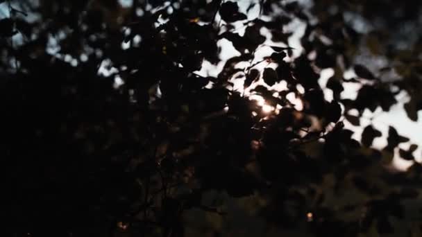Bella vista del sole che tramonta attraverso i rami degli alberi. Il sole dorato splende attraverso le foglie. Ora d'oro. Luce serale nella foresta. Cammina nel parco. Piante forestali. Atmosfera magica da favola. — Video Stock