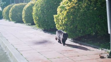 Komik kedi. Tüylü siyah bir kedi caddede yürüyor. Sokak kedisi güneşli bir günün tadını çıkarıyor. Hayvanlara bakmak. Hayvanlar insan dostudur. Dost canlısı kedi yiyecek arıyor. Kabarık kuyruk. 