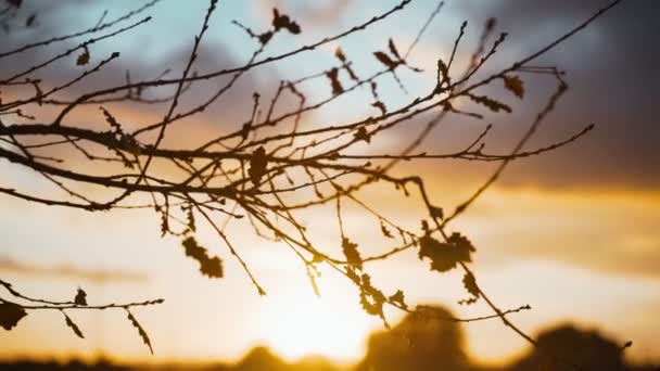 Krásný výhled na zapadající slunce skrz větve stromů. Zlaté slunce svítí listím. Zlatá hodina. Večerní světlo v lese. Projít se v parku. Lesní rostliny. Kouzelná pohádková atmosféra. — Stock video