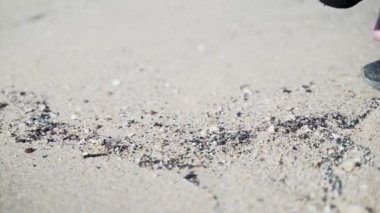 Kumda deniz kabuğu toplayan ellerin yakın çekimi. Kumsalda güneşli bir gün. Deniz hazineleri. Kız sahilde deniz kabuğu ve çakıl taşı topluyor. Dekorasyon. Denizde tatil..