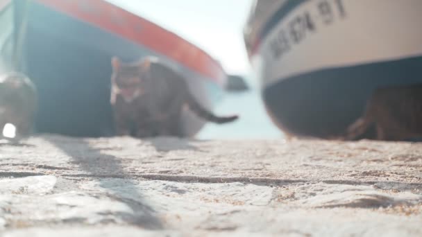 Katter på båtparkering. Roliga tigergröna kattsyskon som hänger nära fiskebåten. Seglarkatter. Söta herrelösa katter som chillar en solig dag. Fluffiga djur på stranden. — Stockvideo