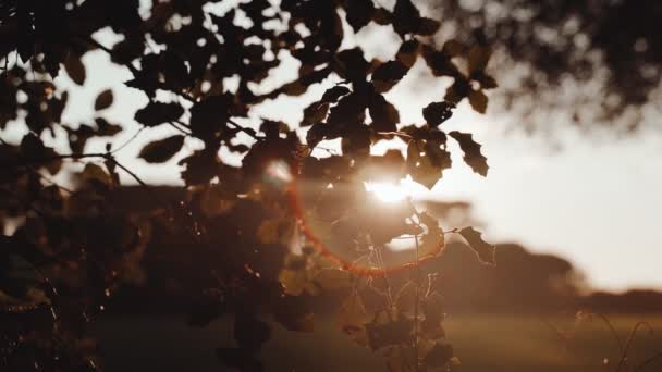 Прекрасний вид на місце розташування сонця через гілки дерев. Золоте сонце світить крізь листя. Золота година. Вечірнє світло в лісі. Прогулянка в парку. Лісові рослини. Чарівна атмосфера казки . — стокове відео
