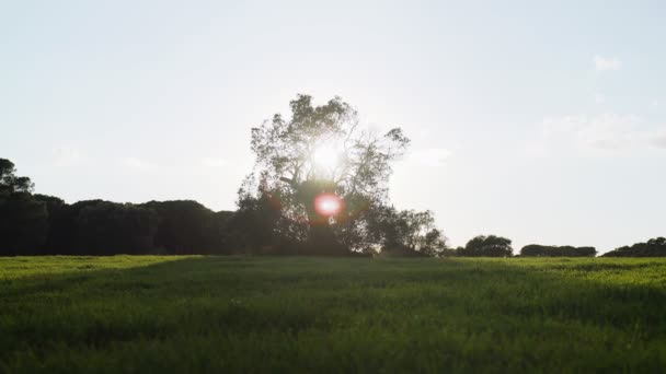 Prachtig boslandschap in de stralen van de ondergaande zon. Gouden uur op het platteland. De gouden zon gaat onder achter de heuvels en bomen. Een magische sprookjesachtige sfeer. Avond in het bos. — Stockvideo