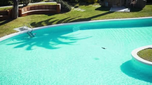 Due gabbiani in piscina. Gli uccelli nuotano in acqua. Ondate di luce e bagliore del sole sull'acqua turchese. Calda giornata di sole a bordo piscina. Calma estiva. Vacanze. Prato verde e alberi bellissimi. — Video Stock