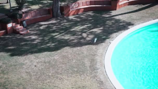 Due gabbiani in piscina. Ondate di luce e bagliore del sole sull'acqua turchese. Calda giornata di sole a bordo piscina. Calma estiva. Vacanze. Prato verde e alberi bellissimi. — Video Stock