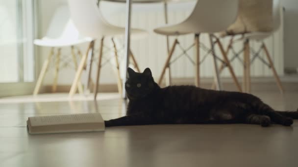 Divertido gato negro que se enfría en el suelo con un libro. Gato gordo serio leyendo una novela. Lindo gato doméstico esponjoso disfrutando de buena literatura. Adorable animal. — Vídeos de Stock