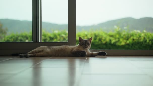 Vicces fehér macska dermesztés az ablakban, gyönyörű kilátással. Aranyos vékony belföldi macska élvezi nyári nap és úgy döntött, hogy egy séta. Imádnivaló állat. Zöld dombok és hármasok az ablakban. — Stock videók