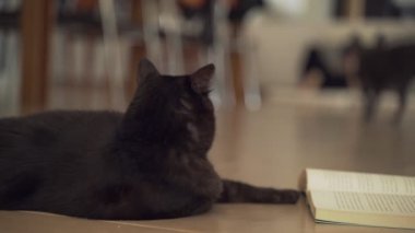 Elinde kitapla yerde oturup köpeğe bakan komik siyah kedi. Roman okuyan ciddi bir kodaman. Şirin tüylü ev kedisi edebiyattan hoşlanıyor. Sevimli hayvan.. 