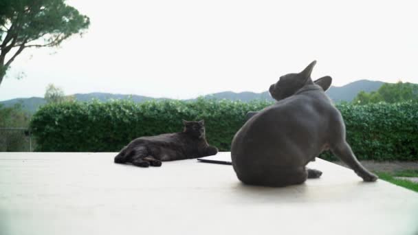 Divertido gato negro que se enfría en la terraza con un ordenador portátil. Gato gordo serio y su amigo bulldog francés. Lindo gato doméstico esponjoso viendo película en la pantalla del ordenador portátil. Adorables animales. Autónomo — Vídeos de Stock