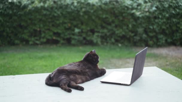 Terasta dizüstü bilgisayarla takılan komik siyah kedi. Ciddi şişman kedi bilgisayarda çalışıyor. Laptop ekranında film izleyen sevimli tüylü evcil kedi. Sevimli hayvan. Evden çalışıyorum. Serbest Çalışan — Stok video