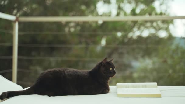 Vtipná černá kočka, která se povaluje v lenošce s knihou. Vážně tlustá kočka čte román. Roztomilá nafoukaná domácí kočka si užívá dobrou literaturu. Rozkošné zvíře. Letní vibrace. Venkovní chlad za slunečného dne — Stock video