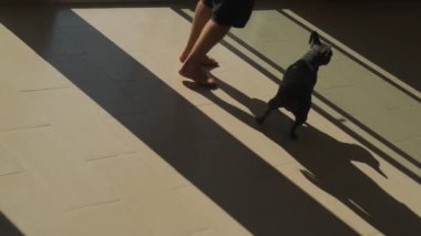 Komik gri buldog ve dairede çıplak ayaklı siyah şortlu bir adam. Pencerelerin yanında hareket eden güzel kontrastlı geometrik gölgeler. Soyut siluetler. Sahibi ve evcil arkadaşı. Işık