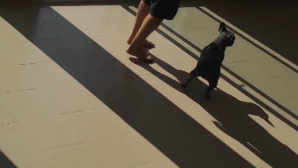 Funny grey french bulldog and a barefoot man in black shorts in the apartment. Beautiful contrast geometric moving shadows near the windows. Abstract silhouettes. The owner and his pet friend. Light — Stock Video
