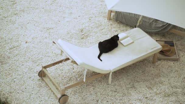 Funny black cat chilling on the chaise lounge with a book. Serious fat cat reading a novel. Cute fluffy domestic cat enjoying good literature. Adorable animal. Summer vibe. Outdoor chill on sunny day — Stock Video