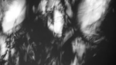 Dalların ve yaprakların güzel gölgeleri duvarda. Rüzgarda sallanan bitki siluetleri. Beyaz arka planda sevimli botanik çizimleri. Soyut hareket eden gölgeler. Yaprakların canlı düzeni.