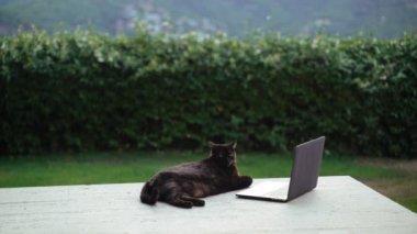Terasta dizüstü bilgisayarla takılan komik siyah kedi. Ciddi şişman kedi bilgisayarda çalışıyor. Laptop ekranında film izleyen sevimli tüylü evcil kedi. Sevimli hayvan. Evden çalışıyorum. Serbest Çalışan