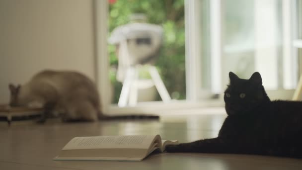 Rolig svart katt kylning på golvet med en bok. Seriös fet katt som läser en roman. Söt fluffig tamkatt njuter av bra litteratur. Ett bedårande djur. En annan katt äter i bakgrunden. — Stockvideo