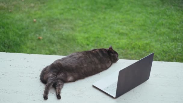 Zabawny czarny kot chłodzący się na tarasie z laptopem. Poważny grubas pracuje przy komputerze. Słodki puszysty kot ogląda film na ekranie laptopa. Urocze zwierzę. Praca w domu. Wolny strzelec — Wideo stockowe