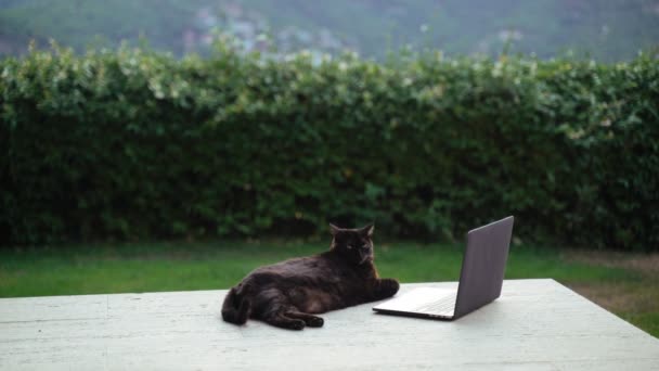 Gato preto engraçado refrigerando no terraço com um laptop. Gato gordo sério trabalha no computador. Gato doméstico fofo bonito assistindo filme na tela do laptop. Um animal adorável. Trabalho em casa. Freelancer — Vídeo de Stock