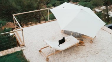Komik siyah kedi elinde kitapla şezlongda dinleniyor. Roman okuyan ciddi bir kodaman. Şirin tüylü ev kedisi edebiyattan hoşlanıyor. Sevimli hayvan. Yaz havası. Güneşli bir günde açık hava serinliği