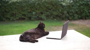 Terasta dizüstü bilgisayarla takılan komik siyah kedi. Ciddi şişman kedi bilgisayarda çalışıyor. Laptop ekranında film izleyen sevimli tüylü evcil kedi. Sevimli hayvan. Evden çalışıyorum. Serbest Çalışan