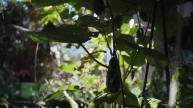 Yeşil dalların ve yaprakların arasından güzel güneş ışığı parlıyor. Salatalıklar bahçede olgunlaşmış. Yeşil salatalık ve bitkiler yakından. Çiftlik hasadı. Altın ışık. Bitkiler ve sebzeler. 