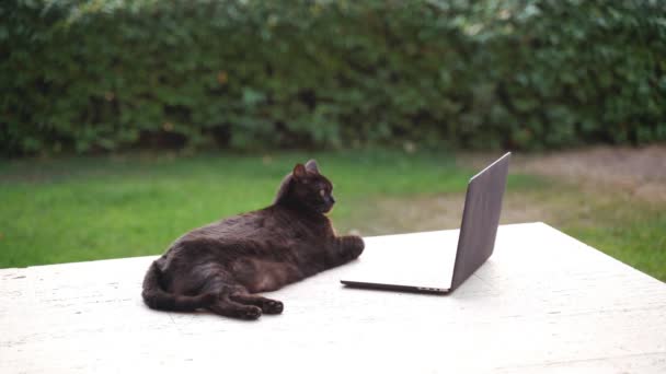 Divertido gato negro que se enfría en la terraza con un ordenador portátil. El gato gordo serio trabaja en la computadora. Lindo gato doméstico esponjoso viendo película en la pantalla del ordenador portátil. Adorable animal. Trabajo desde casa. Autónomo — Vídeos de Stock