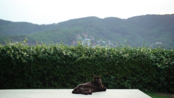 Lustige schwarze Katze und ein Mann mit schwarzem Hut, der auf der Terrasse mit schöner Aussicht chillt. Ernste dicke Katze und ihr menschlicher Freund. Niedliche flauschige Hauskatze genießt den Sommertag. Liebenswertes Tier. Grüne Hügel — Stockvideo