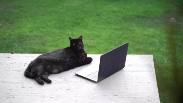 Divertido gato negro que se enfría en la terraza con un ordenador portátil. El gato gordo serio trabaja en la computadora. Lindo gato doméstico esponjoso viendo película en la pantalla del ordenador portátil. Adorable animal. Trabajo desde casa. Autónomo — Vídeos de Stock