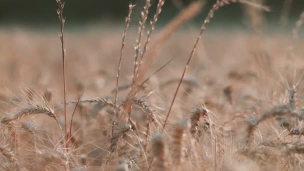 Close-up de belas espigas de trigo balançando ao vento. Cereais. Plantas incríveis ao pôr-do-sol. Luz dourada. Agricultura e colheita. Trigo maduro pronto para a colheita. Campo dourado. — Vídeo de Stock