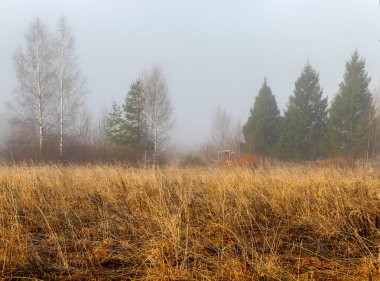 Eski bir çim Sisli sabah erken ilkbaharda büyüdü alan.