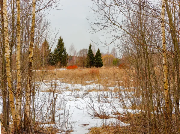 A mező, amely a ködös reggel egy régi fű nőtt a kora tavasszal. — Stock Fotó