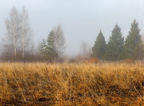 Eski bir çim Sisli sabah erken ilkbaharda büyüdü alan.
