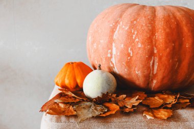 Beyaz arka planda balkabakları ve yapraklar. Sonbahar sakin bir hayat.