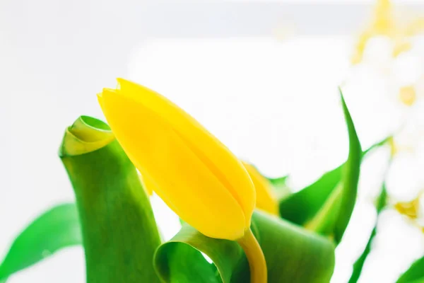 Gele Tulpenknop Close Een Witte Achtergrond — Stockfoto