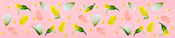 Banner Primavera Com Tulipas Tulipas Amarelas Brancas Rosa Fundo Rosa — Fotografia de Stock