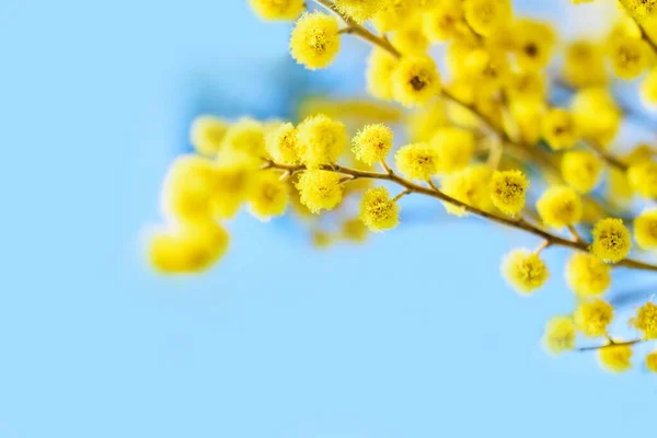 Mimosa Een Blauwe Achtergrond Van Dichtbij Voorjaar Achtergrond — Stockfoto