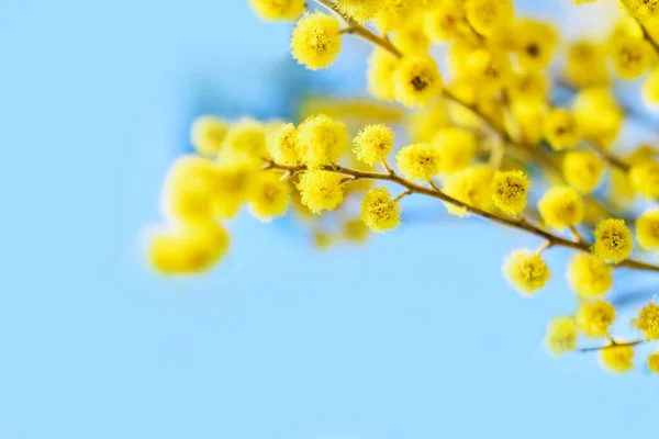 Mimosa在蓝色背景特写 春季背景 图库照片