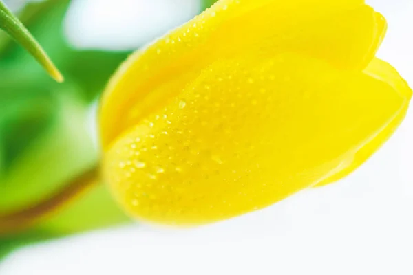 Tulipán Amarillo Con Gotas Agua Cerca — Foto de Stock