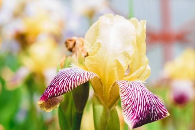 Bahçedeki sarı zambak çiçeği..