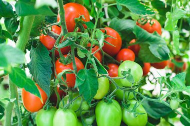 Yeşil ve kırmızı domatesler yakın plandaki bir serada çalıların üzerinde. Sebze yetiştiriyorum.