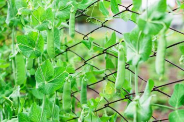 Yeşil bezelyeli bir çalı. Yeşil bezelye kabukları. Kır bahçesinde büyüyen bezelyeler.