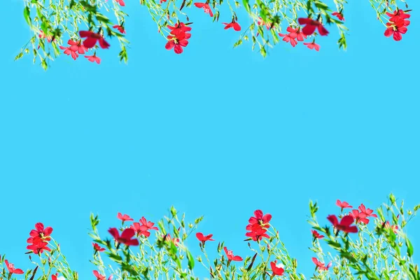 Flores Linho Vermelho Fundo Azul Moldura Floral Espaço Cópia — Fotografia de Stock
