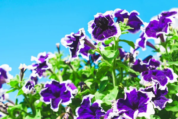 Фиолетовый Петуния Цветы Синем Фоне Крупным Планом — стоковое фото