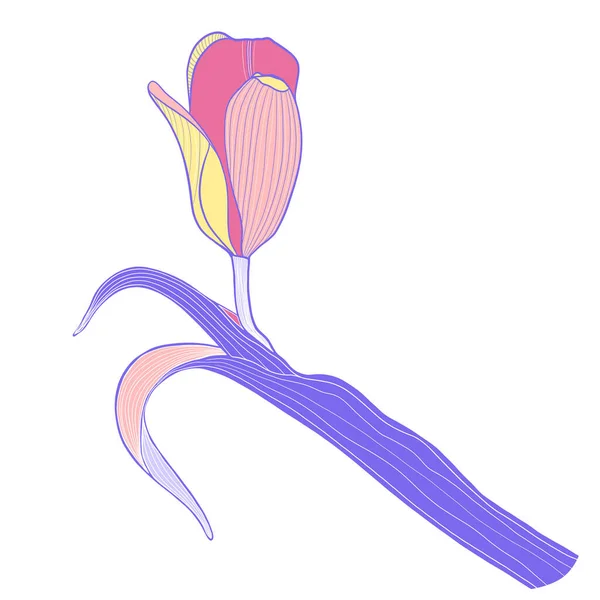 Jeden Różowy Tulipan Białym Tle Ilustracja Kwiatowa Kwiat Różowy — Zdjęcie stockowe