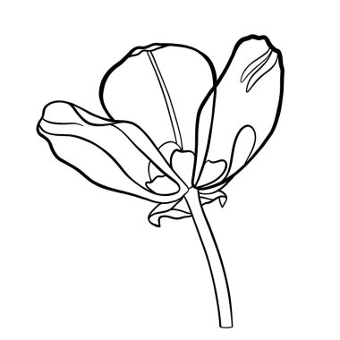 Bir lale çizimi. Renkler için çizim.